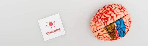 Top view of brain model near card with omicron lettering and bacteria icon on grey, banner — Foto stock