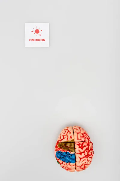 Top view of card with red omicron lettering and bacteria near brain model on grey background — Photo de stock