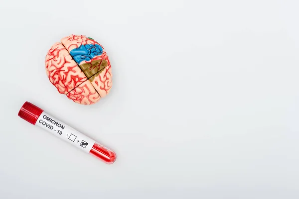 Top view of brain model and test tube with positive result of covid-19 omicron variant on grey background — Stock Photo