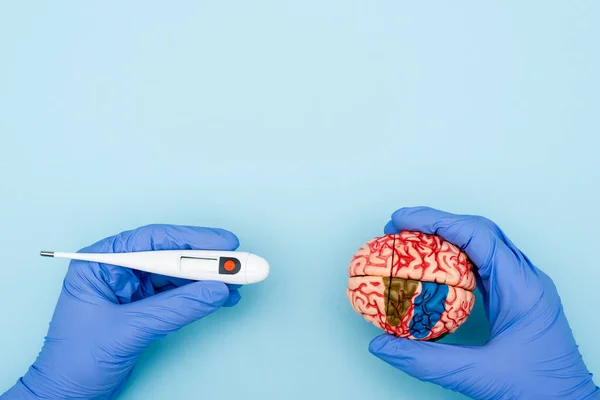 Vue recadrée du médecin avec modèle de cerveau et thermomètre électronique sur bleu — Photo de stock