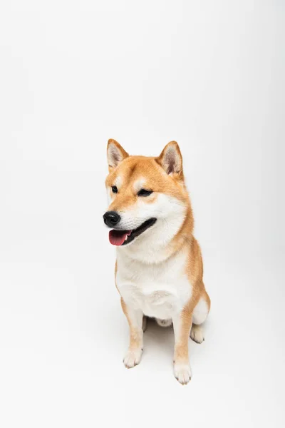 Shiba inu perro sobresaliendo lengua mientras está sentado sobre fondo gris claro - foto de stock