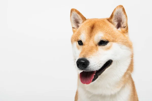 Close up vista de shiba inu cão com a boca aberta saindo língua isolada em cinza claro — Fotografia de Stock