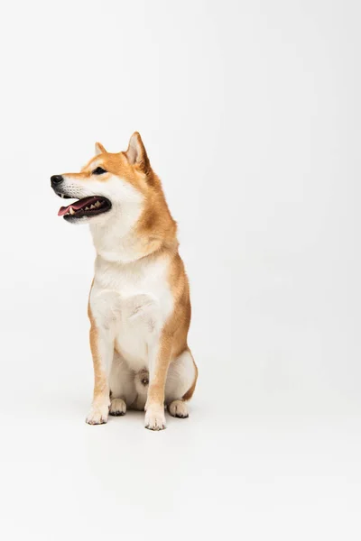 Shiba inu perro sobresaliendo lengua y mirando hacia otro lado sobre fondo gris claro - foto de stock