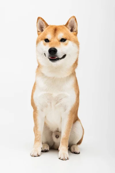 Vista de cerca del perro shiba inu sentado sobre fondo gris claro - foto de stock