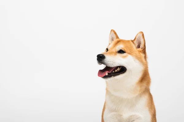 Shiba inu perro con boca abierta aislado en gris claro con espacio para copiar - foto de stock