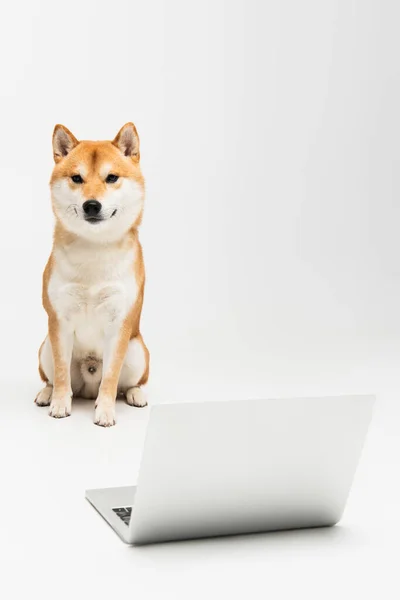 Shiba inu dog sitting near laptop and looking at camera on grey background — Stock Photo