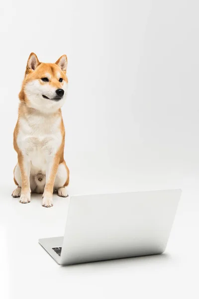 Shiba inu perro sentado cerca de la computadora portátil y mirando hacia otro lado sobre fondo gris - foto de stock