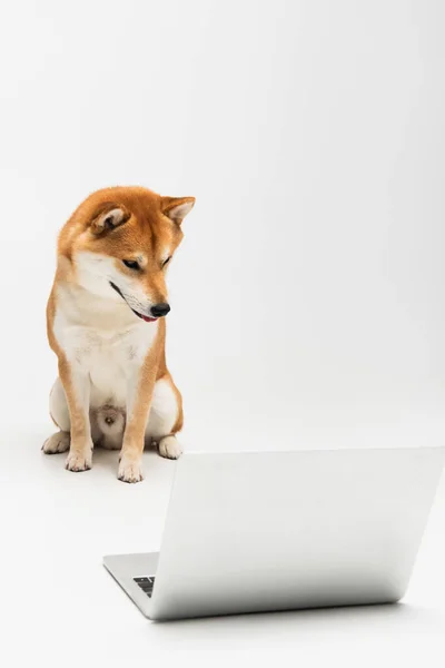 Shiba inu perro mirando a la computadora portátil mientras está sentado sobre fondo gris claro - foto de stock