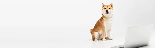 Shiba inu dog sitting near laptop on light grey background with copy space, banner — Stock Photo