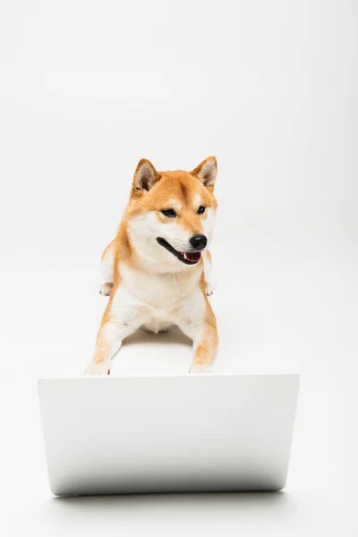 Shiba Inu собака с открытым ртом лежит рядом с ноутбуком на светло-сером фоне — стоковое фото