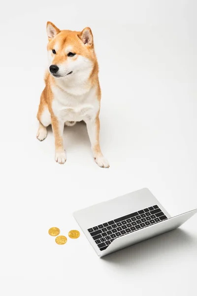 High angle view of shiba inu dog sitting near golden bitcoins and laptop on light grey background — Stock Photo
