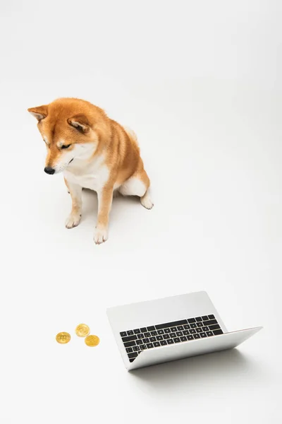 Vista de alto ângulo de cão shiba inu sentado perto de laptop e bitcoins dourados no fundo cinza claro — Fotografia de Stock