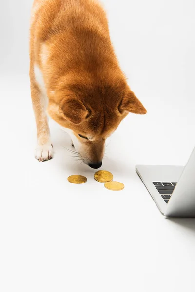 Shiba Inu собака нюхает золотые биткоины возле ноутбука на светло-сером фоне — стоковое фото