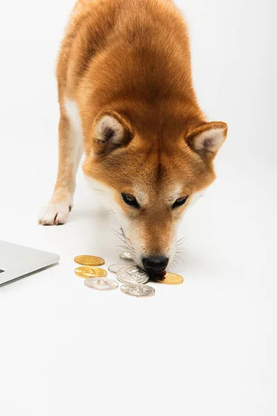 KYIV, UCRANIA - 22 DE DICIEMBRE DE 2021: perro shiba inu oliendo a plata y bitcoins dorados sobre fondo gris claro - foto de stock