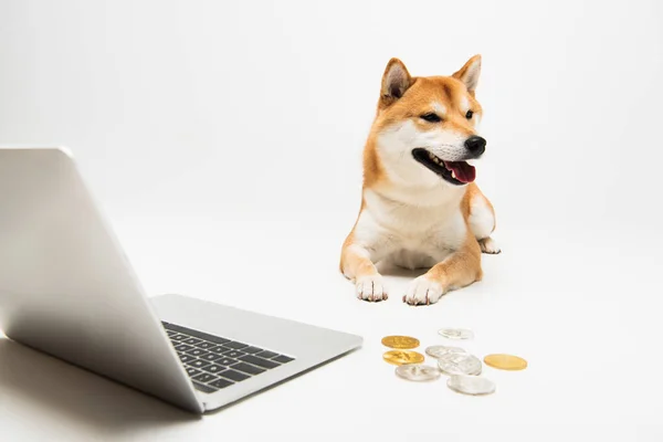 Shiba inu perro acostado cerca del ordenador portátil y bitcoins sobre fondo gris claro - foto de stock