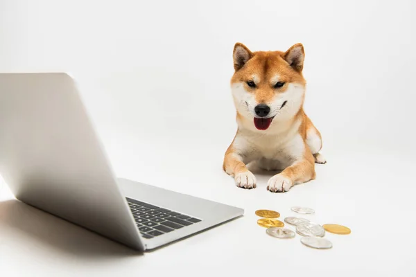 Monedas de plata y oro cerca del ordenador portátil y shiba inu perro acostado sobre fondo gris claro - foto de stock