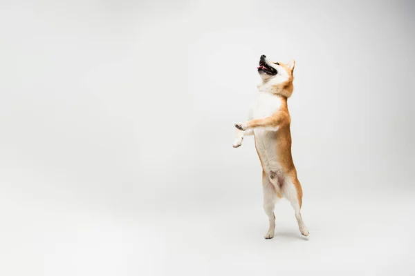 Chien shiba inu ludique avec bouche ouverte debout sur les pattes arrière sur fond gris — Photo de stock