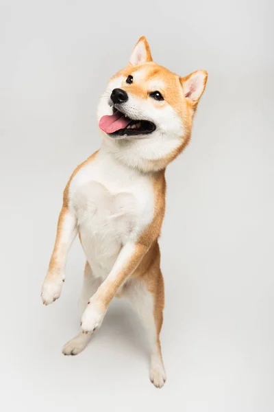 Divertido shiba inu perro de pie en las patas traseras y sobresaliendo lengua sobre fondo gris - foto de stock