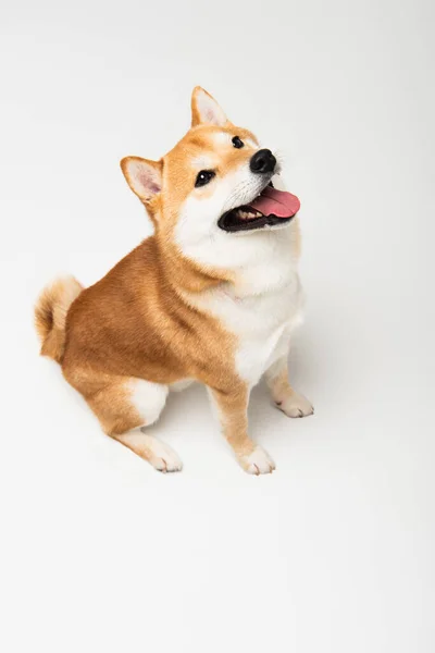 Vista de ángulo alto de perro divertido shiba inu sobresaliendo lengua sobre fondo gris claro - foto de stock