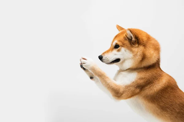 Verspielter shiba inu Hund wedelt mit Pfoten isoliert auf hellgrau — Stock Photo