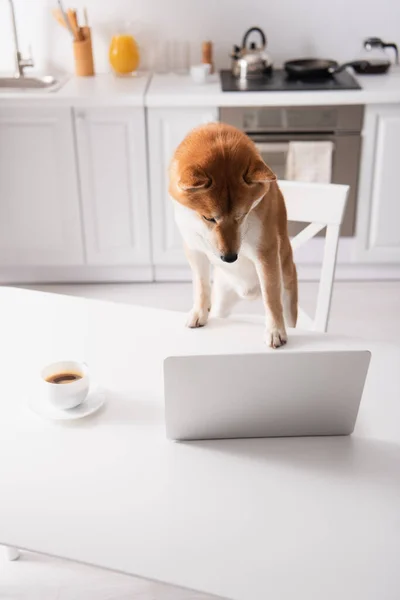 High angle view of shiba inu dog looking at laptop near coffee cup on table in kitchen — Stock Photo