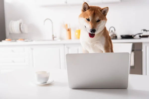 Shiba inu cão olhando para o computador perto de xícara de café na mesa da cozinha — Fotografia de Stock