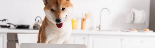 Shiba inu chien regardant ordinateur portable flou dans la cuisine, bannière — Photo de stock