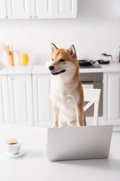 Shiba inu perro cerca de la taza de café y portátil en la mesa de la cocina - foto de stock