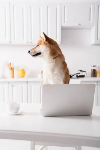 Shiba inu perro mirando lejos cerca de la computadora portátil y taza de café en la mesa de la cocina - foto de stock