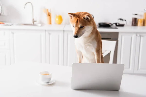 Shiba inu dog looking at coffee cup near laptop on table in kitchen — Stock Photo
