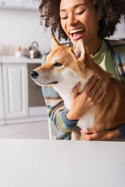 Astonished african american woman embracing funny shiba inu dog in kitchen — Stock Photo