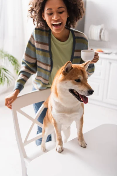 Excited african american woman with cup of coffee laughing near shiba inu dog in kitchen — Stock Photo