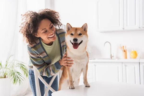 Allegra donna afroamericana che abbraccia shiba inu cane sporgente lingua in cucina — Foto stock