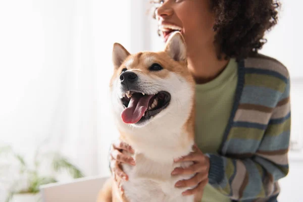 Vista cortada de mulher negra afro-americana perto shiba inu cão saindo da língua na cozinha — Fotografia de Stock