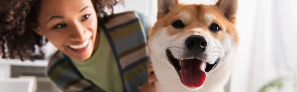 Vista de cerca del perro shiba inu que sobresale de la lengua cerca de la borrosa mujer afroamericana, pancarta - foto de stock