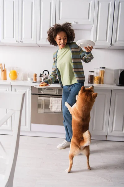 Excited african american woman holding plates with breakfast near shiba inu dog standing on hind legs — Stock Photo
