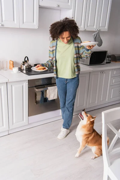 Engraçado shiba inu cão olhando para alegre mulher americana africana com panquecas saborosas na cozinha — Fotografia de Stock