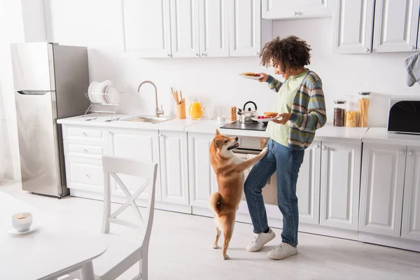 Drôle shiba inu chien debout sur les pattes arrière près de la femme afro-américaine avec de savoureuses crêpes — Photo de stock