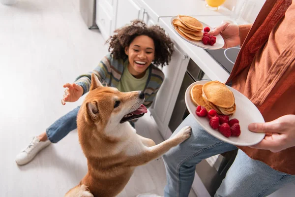 Funny shiba inu dog sticking out tongue near man with pancakes and african american woman laughing on kitchen floor — Stock Photo