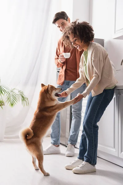 Aufgeregte Afroamerikanerin hält Pfoten von Shiba-Inu-Hund neben Freund mit Kaffeetasse in Küche — Stockfoto