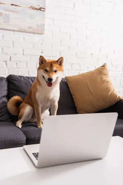 Shiba inu olhando para laptop no sofá na sala de estar — Fotografia de Stock