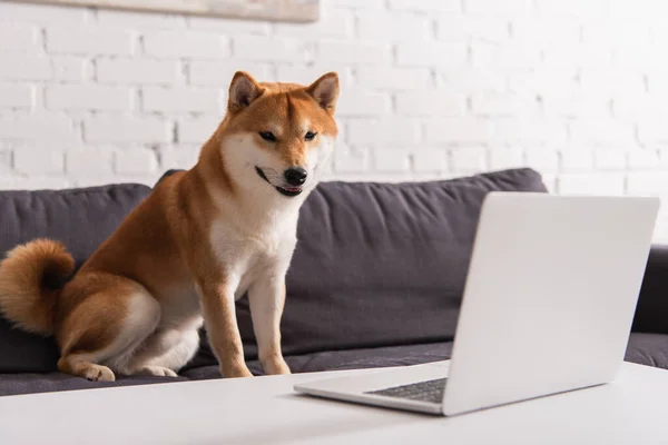 Shiba inu schaut auf Laptop im Wohnzimmer — Stockfoto