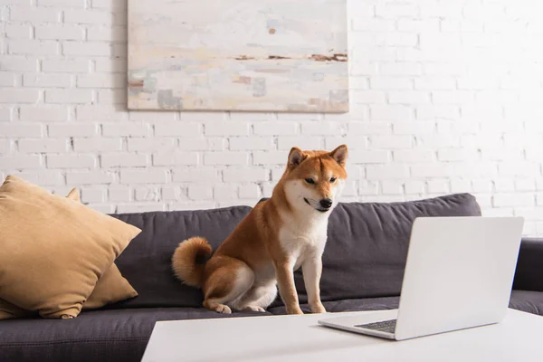 Shiba inu looking at laptop on couch at home — Stock Photo