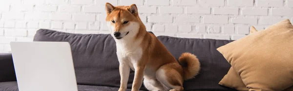 Chien Shiba inu regardant un ordinateur portable assis sur le canapé à la maison, bannière — Photo de stock