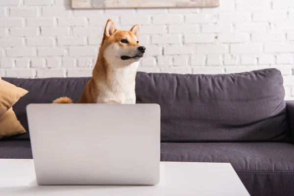 Shiba inu mirando hacia otro lado en el sofá cerca de la computadora portátil en la mesa de café en casa - foto de stock