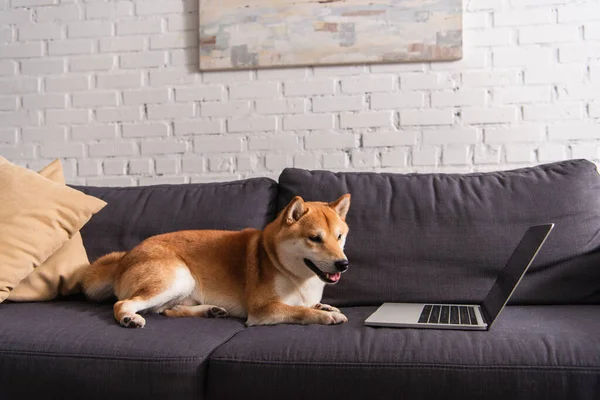Shiba inu cane sdraiato sul divano vicino al computer portatile con schermo bianco — Foto stock
