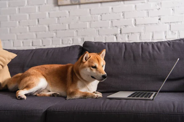 Shiba inu sdraiato vicino al computer portatile sul divano a casa — Foto stock