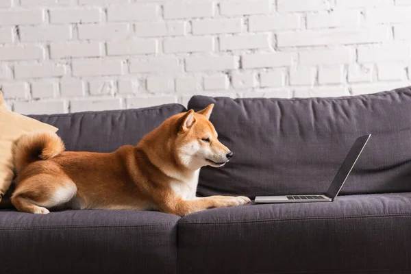 Shiba inu couché près de l'ordinateur portable et oreiller sur le canapé à la maison — Photo de stock