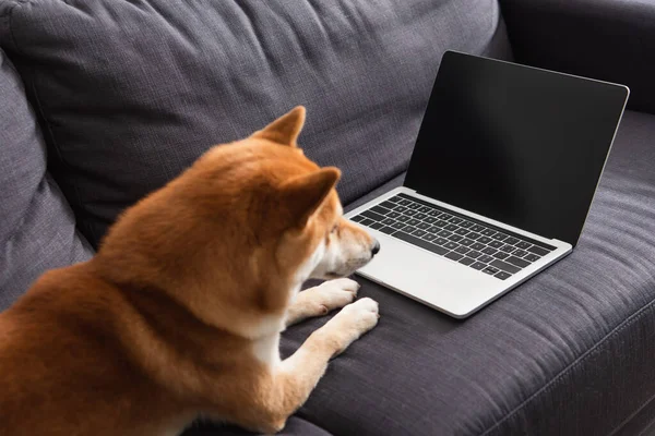 Laptop com tela em branco no sofá perto turvo shiba inu em casa — Fotografia de Stock