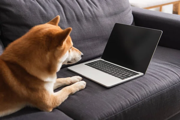 Laptop with blank screen near blurred shiba inu dog on couch — Stock Photo